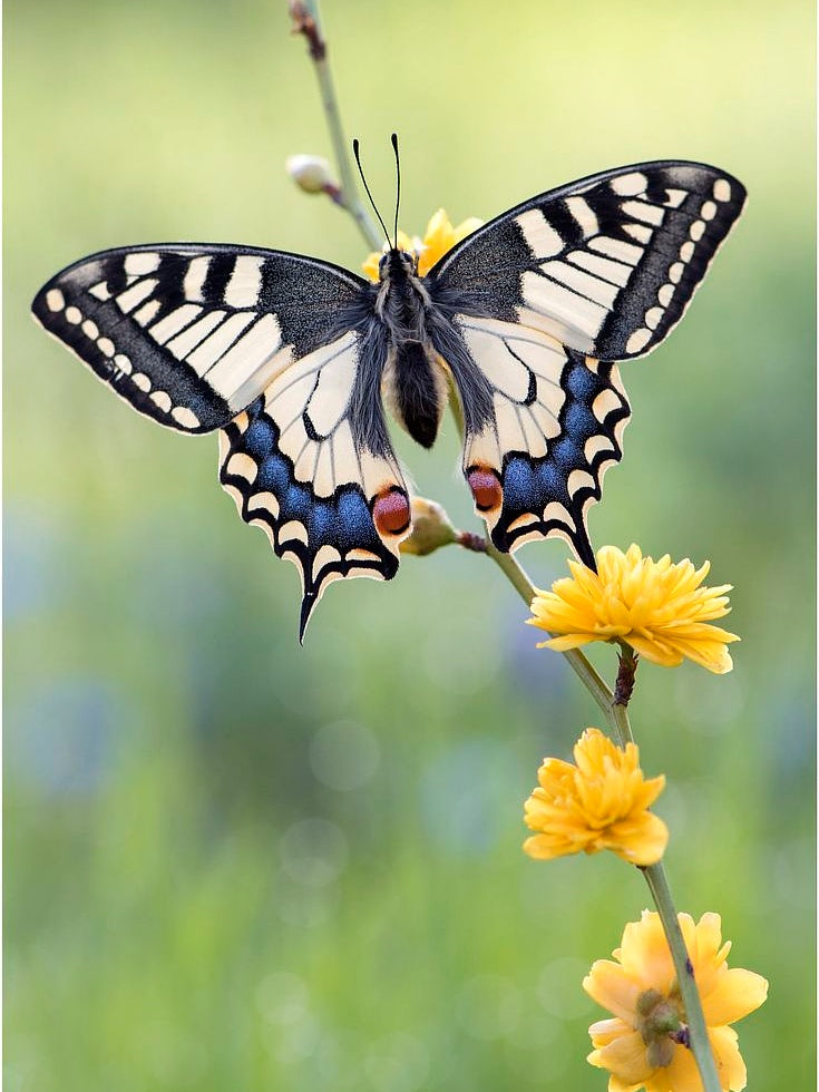 Papillon Machaon