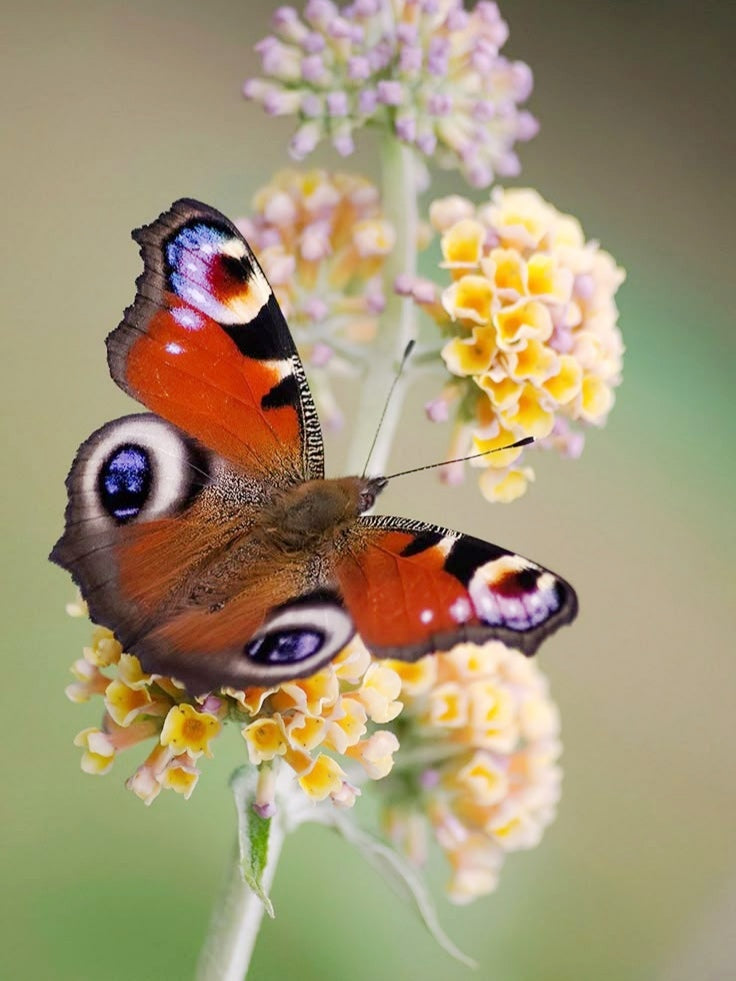 Papillon Paon-du-Jour
