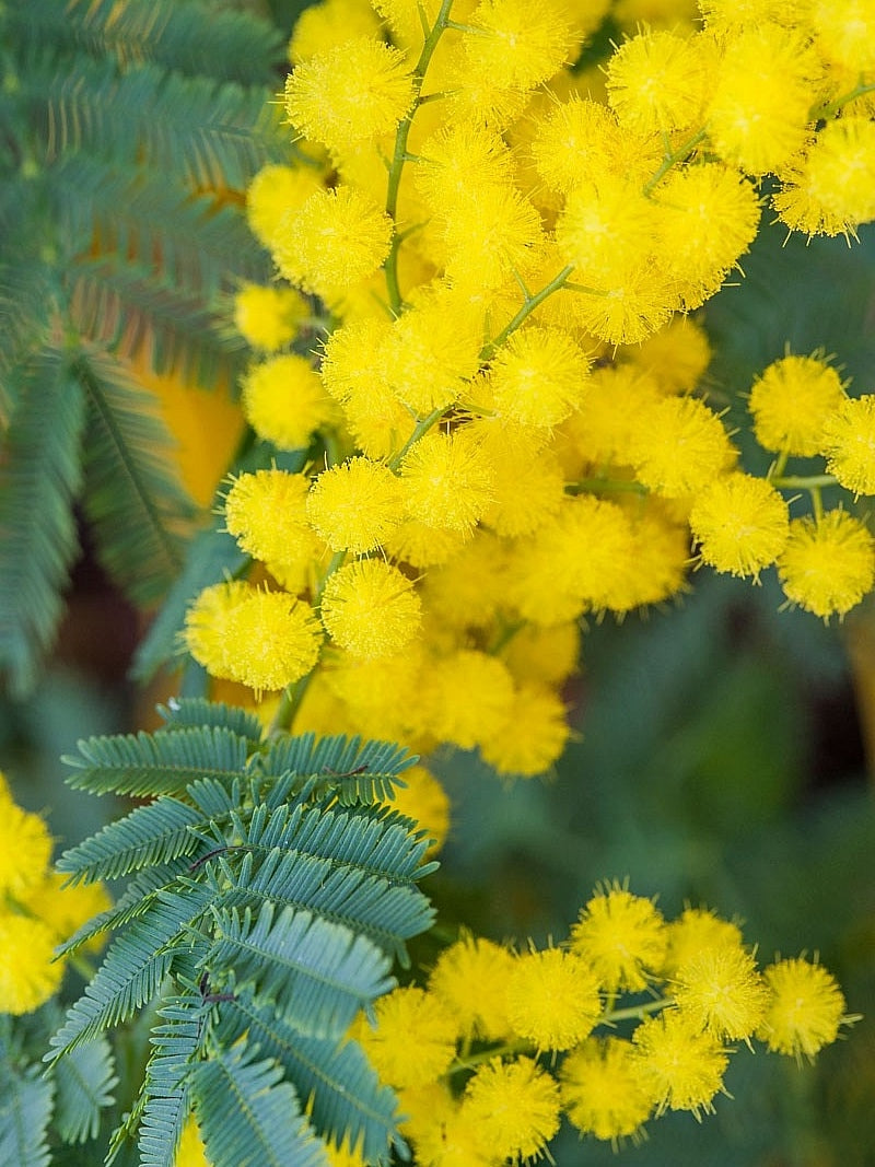 Mimosa