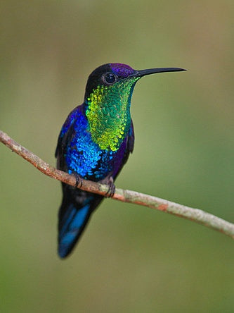 Colibri à tête bleue